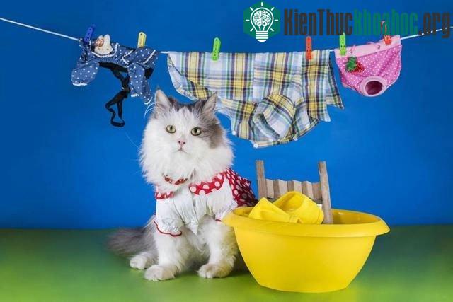 Ngay cả mèo cũng phải làm việc nhà