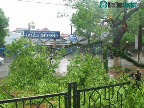 Cây cối đổ gãy do ảnh hưởng của bão Rammasun. Khu vực Chi Lăng lượng mưa đo được lên đến 158mm.