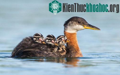 Chim con 3 tuần tuổi được mẹ cõng qua vùng nước sâu trên hồ Ontario, Canada.