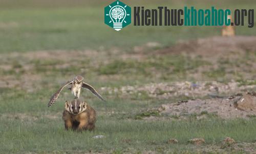 Chim cú đất tấn công một con lửng vì tiếp cận vị trí tổ của nó trong vườn quốc gia Badlands, Nam Dakota, Mỹ.