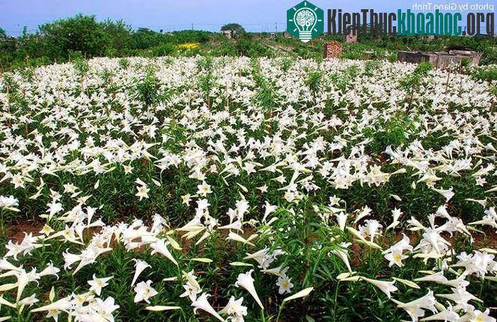Vườn hoa loa kèn nở bung trắng muốt