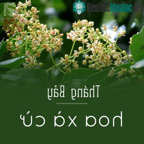 Tháng bảy của Hà Nội có một loại hoa vô cùng đặc biệt, đó là hoa xà cừ. Những bông hoa màu trắng vàng li ti có mùi thơm dịu nhẹ khiến nắng, gió tháng 7 như tình hơn. Khi có gió to, những bông hoa n...