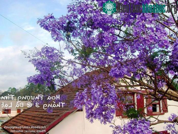 Hoa phượng tím - Đà Lạt