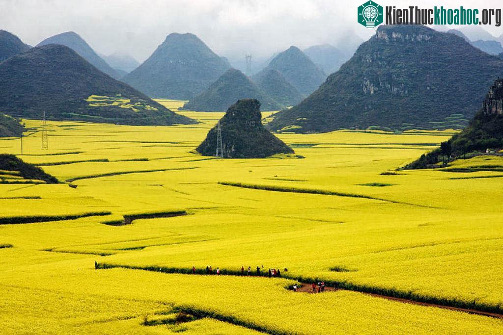 Cánh đồng hoa cải dầu, Trung Quốc