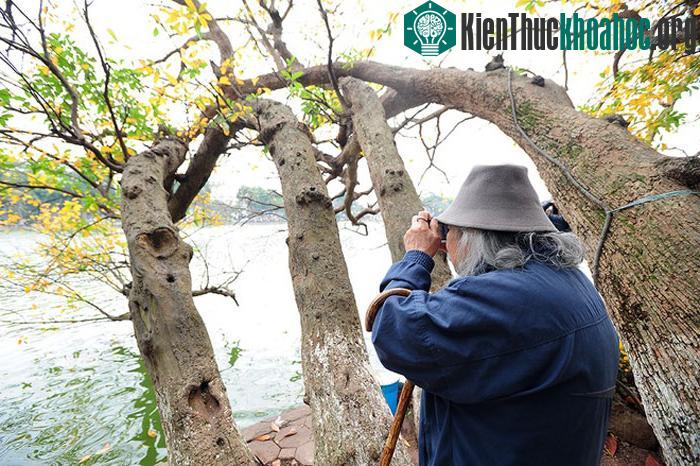 Lộc vừng có thân và gốc đẹp, hoa thường màu đỏ, khi nở có hương thơm, được dùng làm cây cảnh. Nghệ sĩ, nhiếp ảnh Quang Phùng cứ đến dịp này lại cầm máy để ghi lại những hình ảnh đẹp.