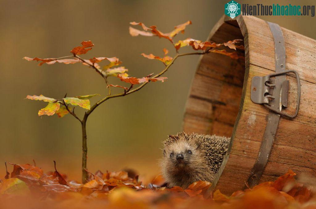 Khoảnh khắc các loài động vật hoang dã nô đùa dưới trời thu ảnh 8