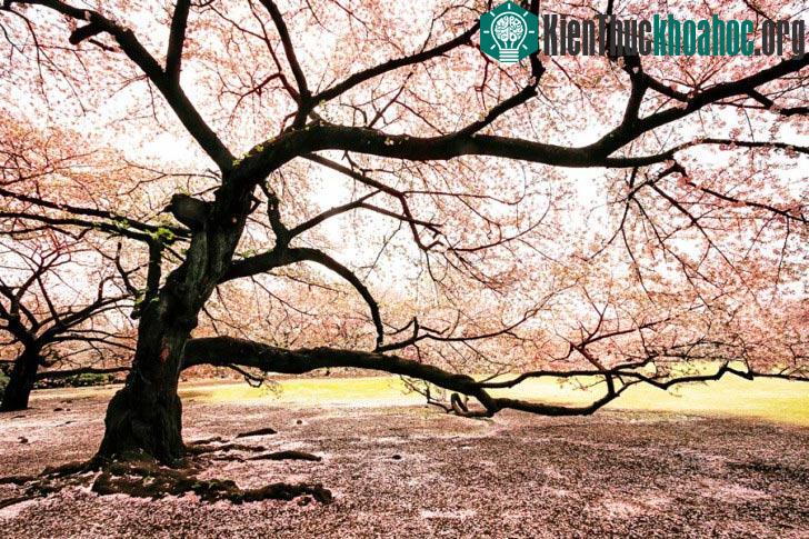 Hiệp hội hoa anh đào đã lập lên một list với 100 điểm hoa anh đào thu hút khách du lịch với ít nhất một cho mỗi quận