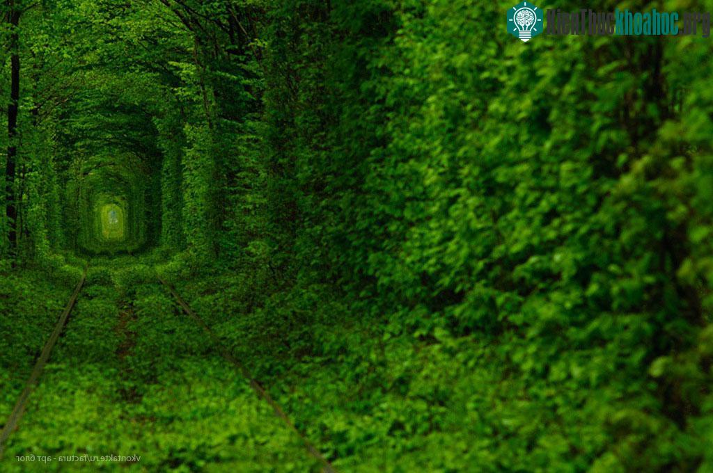 Đường hầm tình yêu ở Ukraine chính là đoạn đường sắt dài 3km tại làng Kleven, vùng Rivne