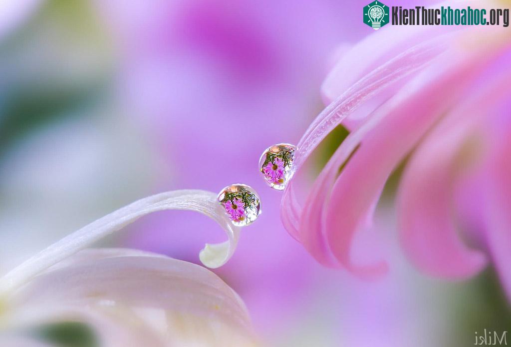 Ngỡ ngàng trước vẻ đẹp lung linh của "hoa trong giọt sương" ảnh 8