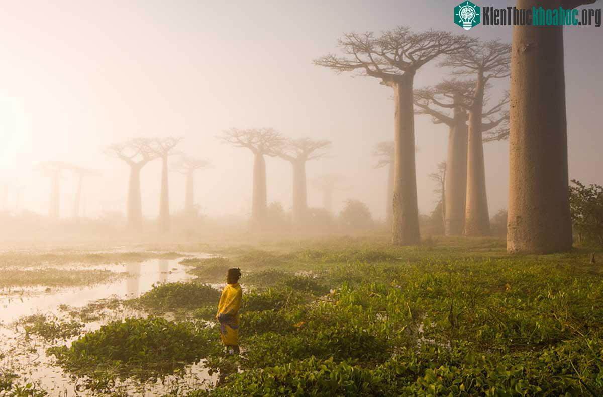Mother of The Forest. Tạm dịch là "Mẹ thiên nhiên", Madagascar.