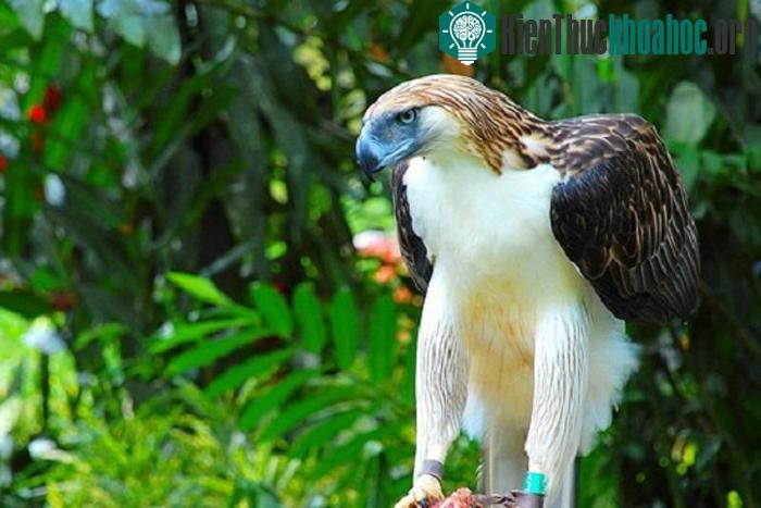 Các nhà khoa học cho rằng hiện chỉ còn khoảng 500 con đại bàng Philippines trong tự nhiên. Sự tồn tại của chúng bị đe dọa bởi tình trạng phá rừng để lấy gỗ và sản xuất nông nghiệp.