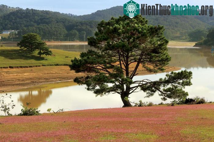 Đồi cỏ hồng thơ mộng ở Đà Lạt