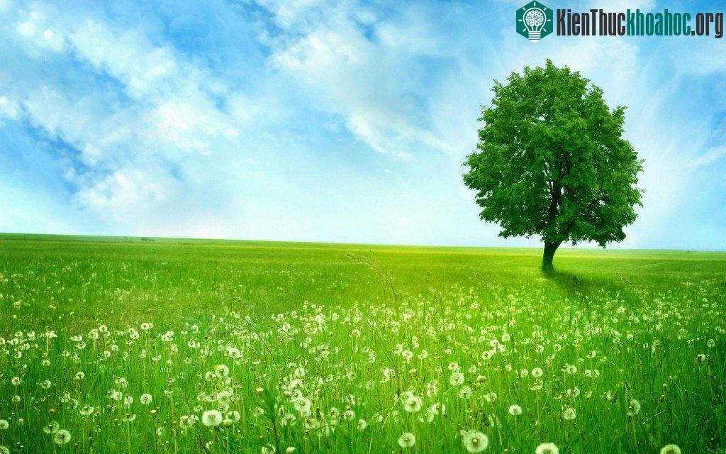 Bồ công anh là loài hoa được rất nhiều người yêu thích nên cũng có rất nhiều sự tích xung quanh nó.