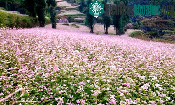 Hà Giang rực rỡ mùa hoa tam giác mạch