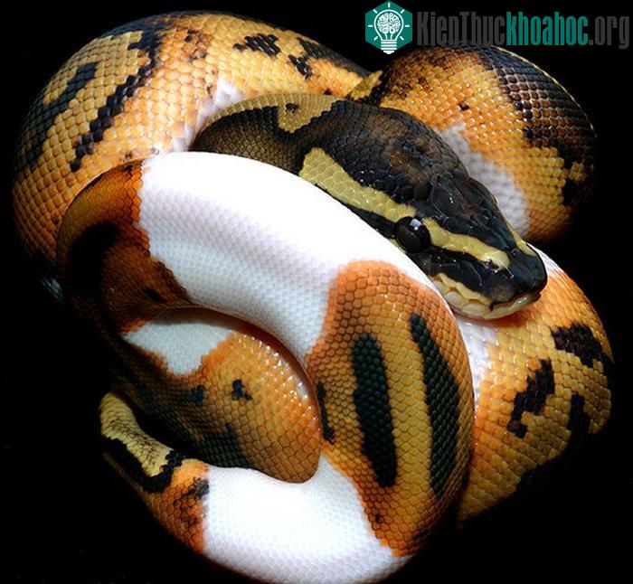 Những động vật "đột biến" hiếm gặp