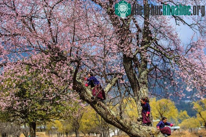 Những khoảnh khắc tuyệt đẹp ở mảnh đất huyền bí Bhutan