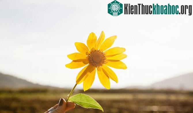 Những "mùa thu vàng" đẹp mê mẩn ở ngay Việt Nam