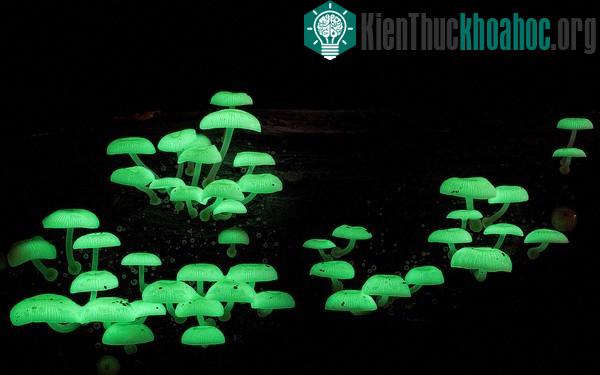 Thế giới kỳ diệu của các loài nấm khi chụp cận cảnh- ảnh 9