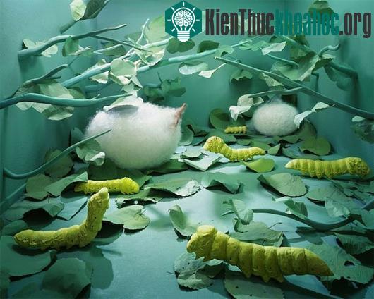 Thế giới thần tiên và những câu chuyện trong ảnh đẹp ngỡ ngàng