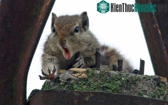 Chú sóc hốt hoảng khi đồ ăn bị rơi xuống dưới