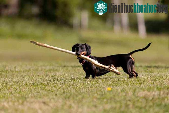 Những chú chó nhỏ bé dòng Dachshunds lại đứng đầu bảng trong các vụ tấn công người cao hơn cả giống chó chọi. Một nghiên cứu năm 2008 cho thấy, con chó này là thủ phạm gây ra 20% vụ cắn người lạ, 6...