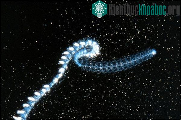 Sâu biển khổng lồ, với chiều dài 30m, lang thang trong những vùng nước tối ở đáy đại dương. Cơ thể của chúng còn kỳ dị hơn vì có những xúc tu dài nằm dọc thân và rũ đều khi bơi.