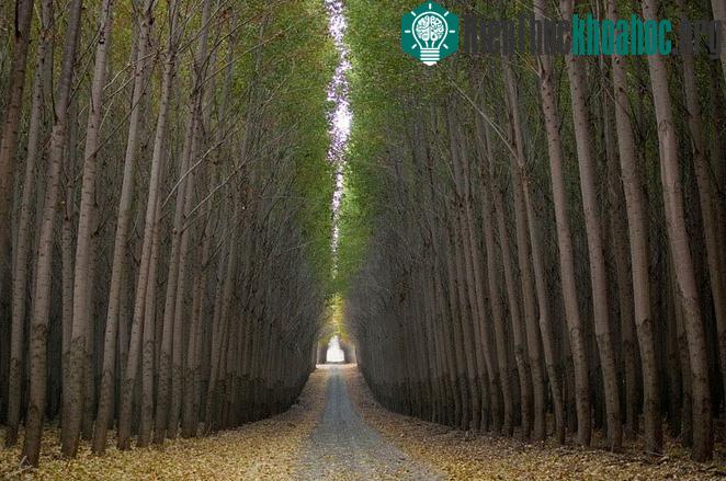 Sau khi những cây dương xinh đẹp bị đốn đổ, sẽ được gửi tới nhà máy để cắt thành miếng phục vụ ngành sản xuất đồ gỗ.&nbsp;