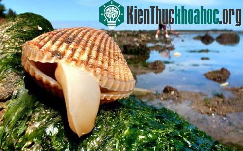 Một con sò thè lưỡi ra ngoài. Cảnh tượng được nhiếp ảnh gia Lucy Chien ghi lại trong chuyến nghỉ hè cùng gia đình tại Garibaldi, Oregon, Mỹ.