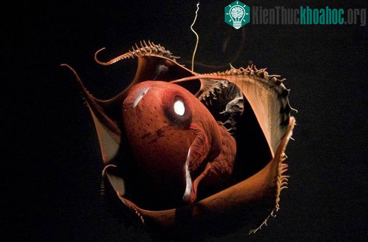 Những động vật biển lạ đến không tưởng ảnh 8