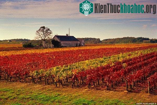 Những bức tranh "mùa thu vàng" tuyệt đẹp ở các nước- ảnh 10