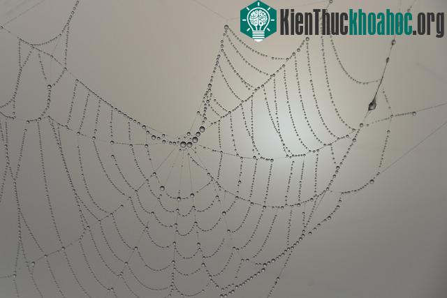 Sự kỳ diệu của mạng nhện trong tự nhiên