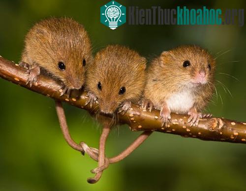 Cuộc sống bí mật của những chú chuột đồng