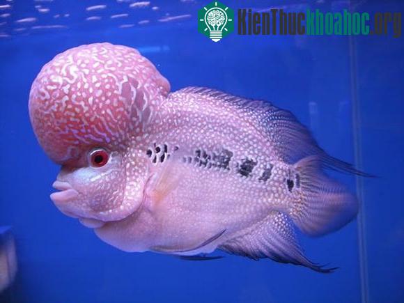 Những con cá kỳ dị