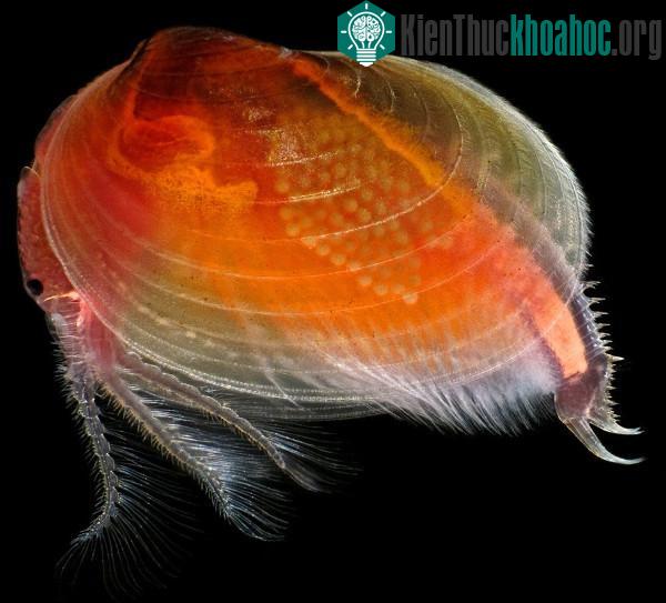 Những tác phẩm đáng kinh ngạc dưới góc nhìn của kính hiển vi