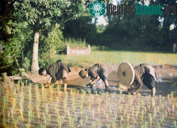 Văn hóa lúa nước 100 năm trước có khác với bây giờ?