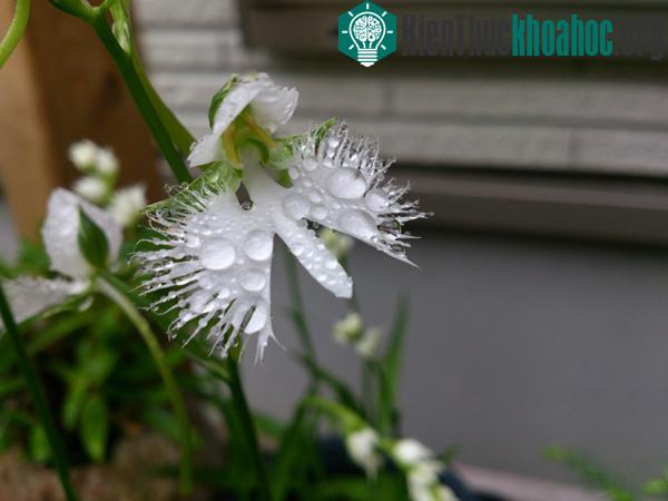Cận cảnh loài hoa lạ hình chim hạc sải cánh tuyệt đẹp