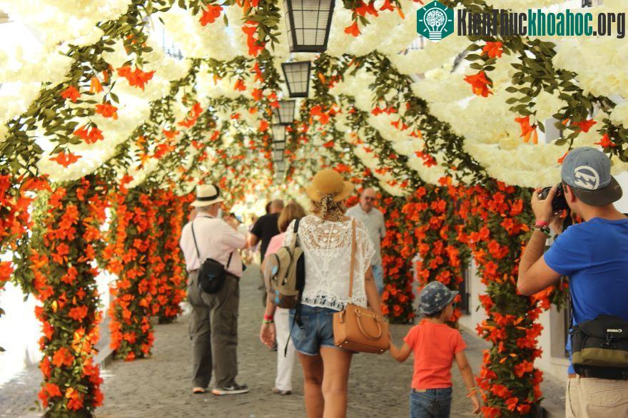 Độc đáo con đường phủ đầy hoa giấy ở Bồ Đào Nha