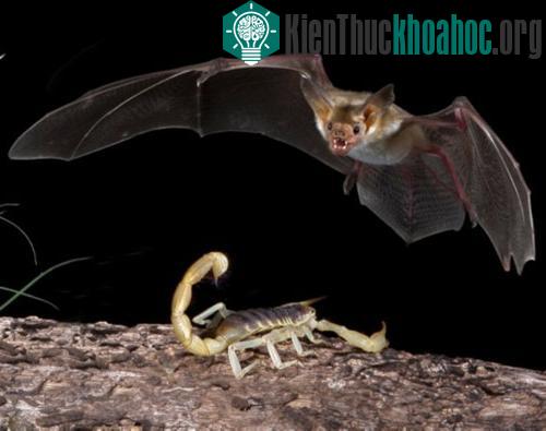 Chùm ảnh: Cuộc đấu sống còn của động vật hoang dã
