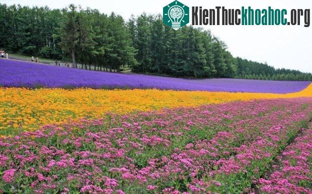 5 thung lũng hoa oải hương nổi tiếng nhất thế giới