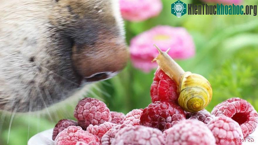 Ngắm chùm ảnh đẹp như thiên thần của ốc sên