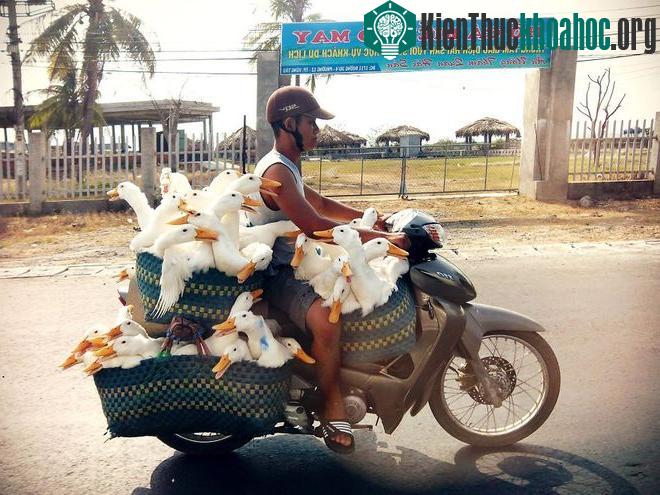 Những chuyến xe quá tải trên khắp thế giới