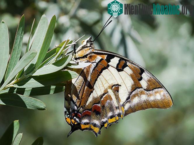 Bướm Polyura Sempronius