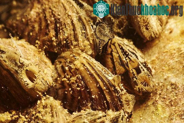 Những loài sinh vật kéo về đây khi băng tan.