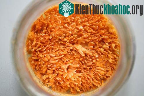 Cận cảnh đông trùng hạ thảo 7 triệu đồng/kg của Việt Nam
