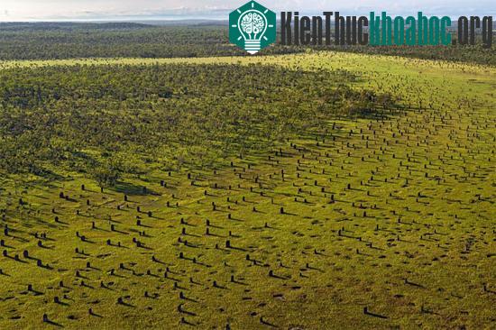 Đẹp sững sờ kiến trúc của những “kiến trúc sư” động vật