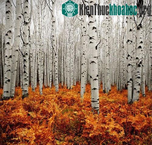 Rừng thu Aspen, Colorado