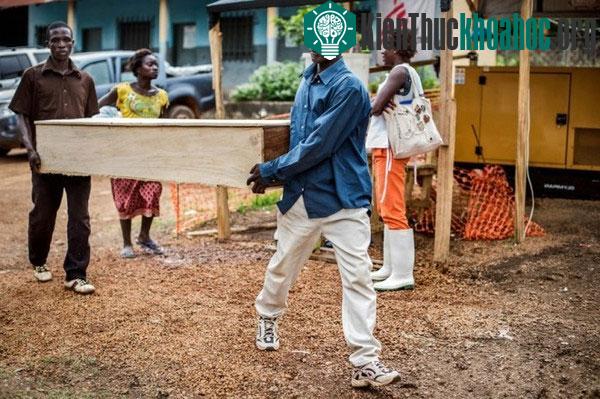 Hành trình virus Ebola phá hoại cơ thể người trong bộ hình ám ảnh- ảnh 10