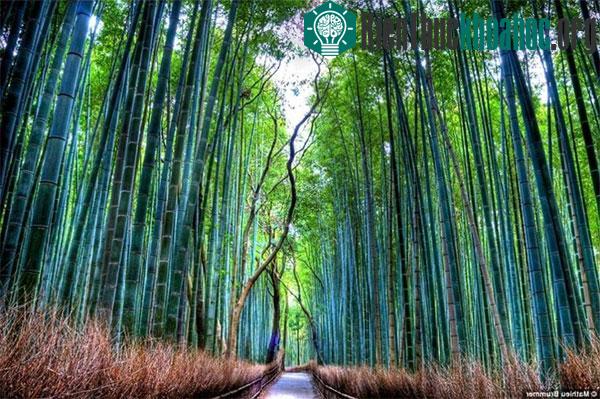 Rừng tre Sagano có diện tích 16km2 và tọa lạc tại quận Arashiyama, thuộc vùng ngoại ô phía tây của cố đô Kyoto, Nhật Bản. Khu rừng nổi tiếng với những rặng tre bạt ngàn và thẳng tắp cùng những âm t...