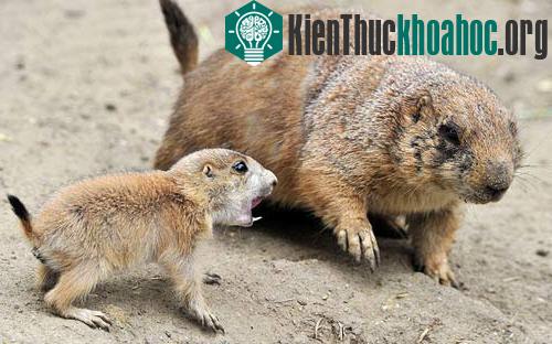 Sóc chó con gọi mẹ trong vườn thú Tierpark Hagenbeck ở Hamburg, Đức.