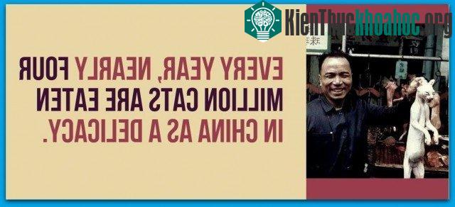 Mỗi năm, gần bốn triệu con mèo được ăn ở Trung Quốc như là một món ăn.
